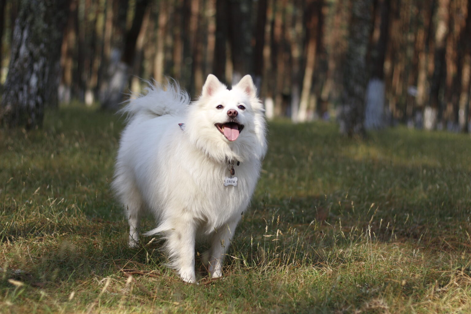 American eskimo