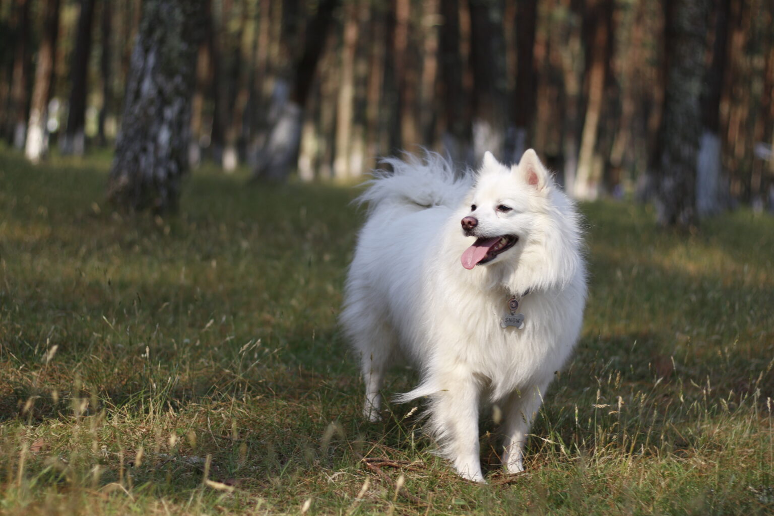 American eskimo
