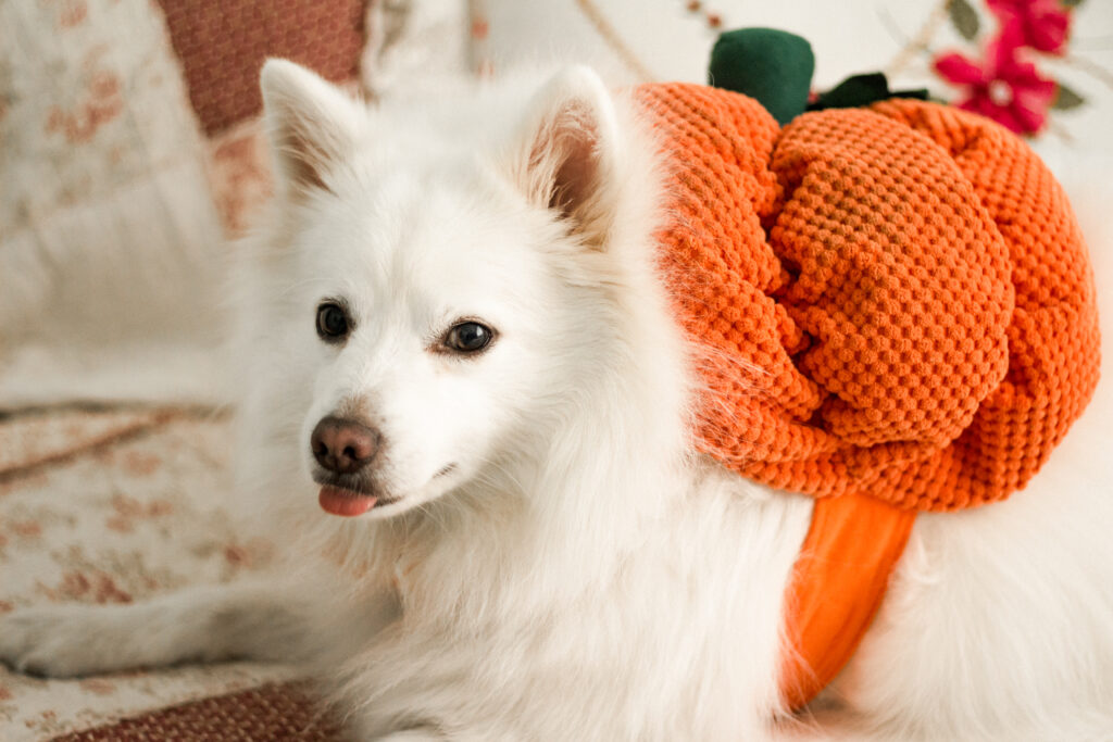 Perro blanco con disfraz de calabaza