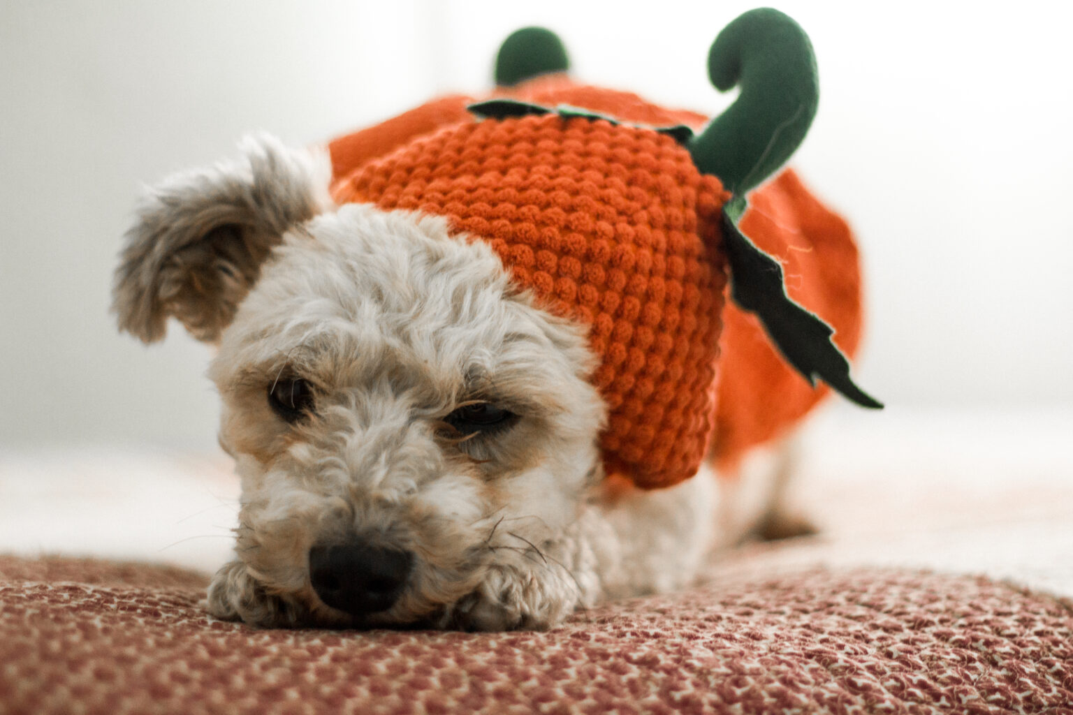 Perro blanco con disfraz de calabaza