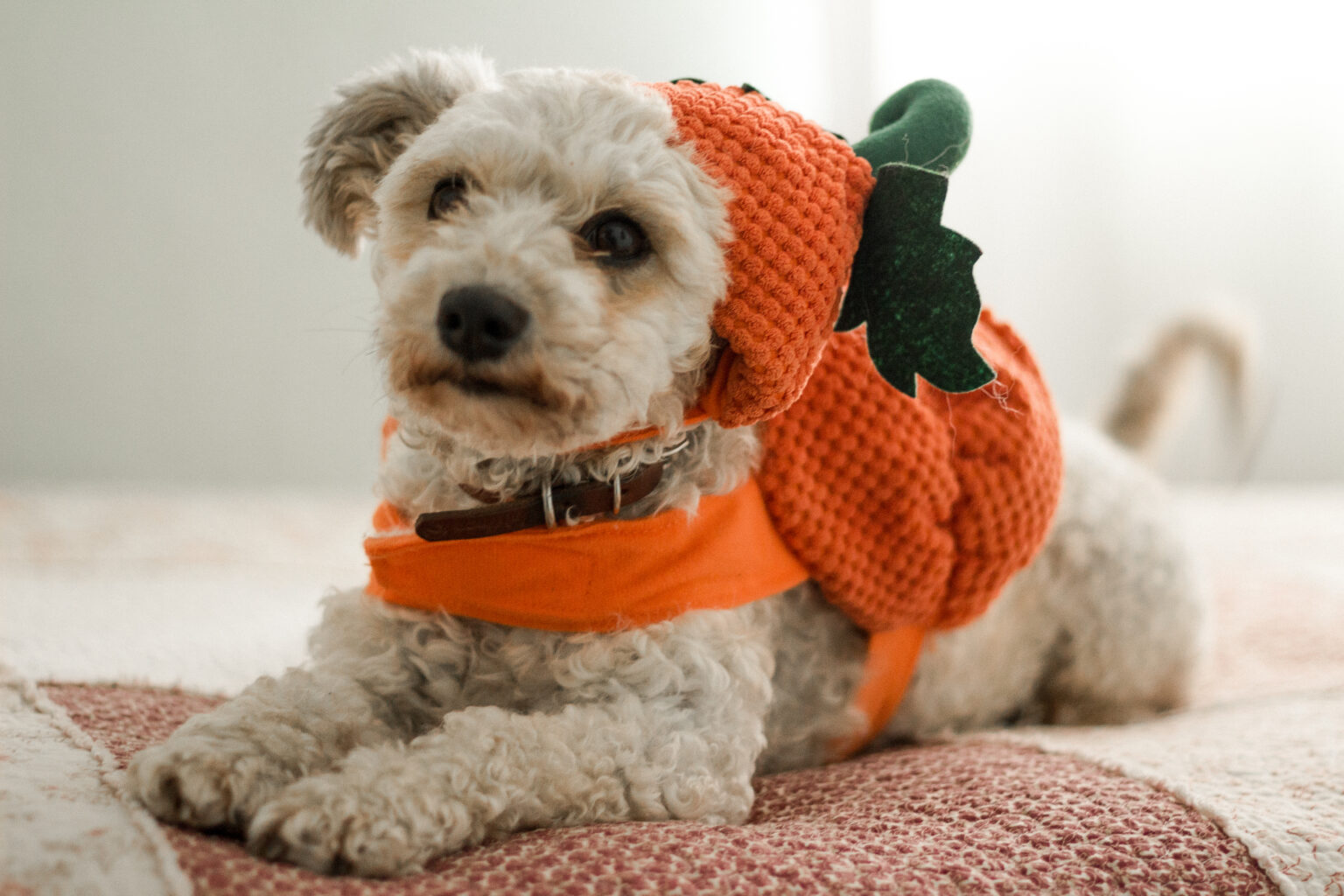 Perro blanco con disfraz de calabaza
